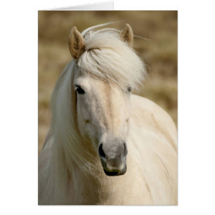 White Pony