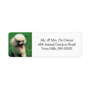 White Poodle Return Address Mail Labels Stickers