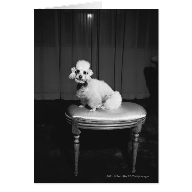 White poodle sitting on stool B&W (Front)