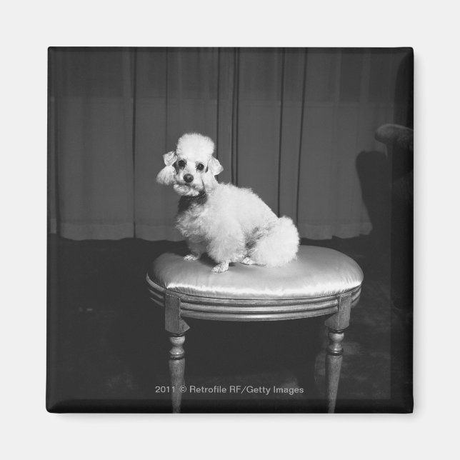 White poodle sitting on stool B&W Magnet (Front)