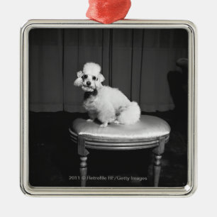 White poodle sitting on stool B&W Metal Ornament