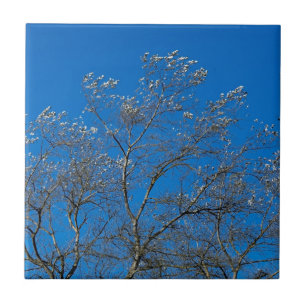 White Poplar Tree Ceramic Tile