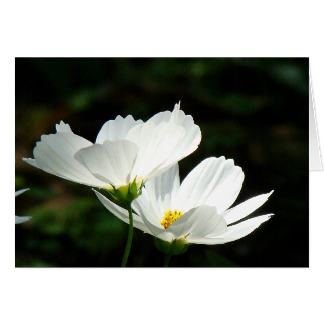 White Poppies Flowers Card (Front Horizontal)