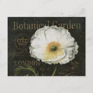 White Poppy Blossom Postcard