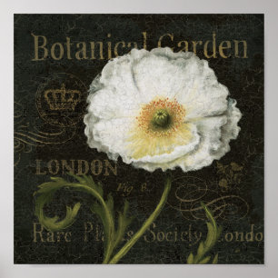 White Poppy Blossom Poster