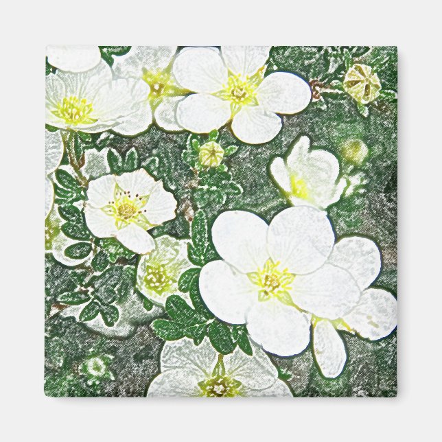 White potentilla magnet (Front)
