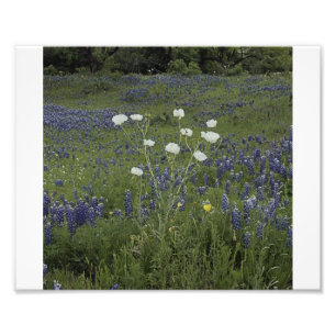 White Prickly Poppys Photo Print