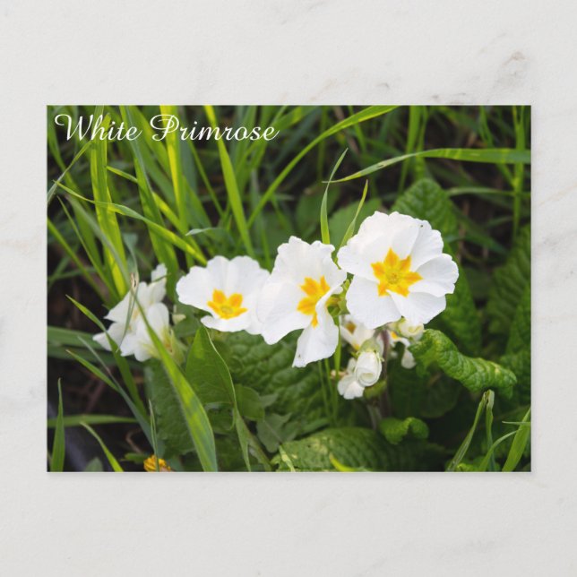 White Primrose Postcard (Front)