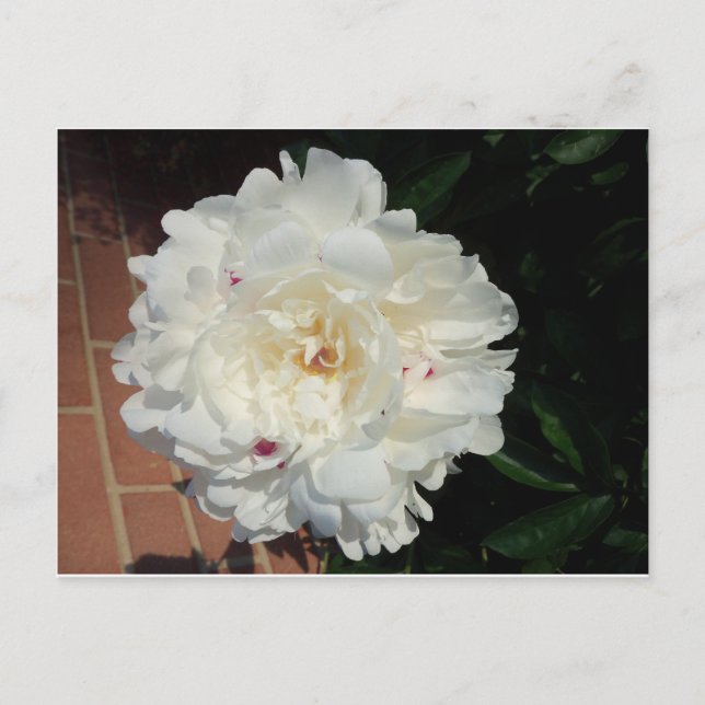 White Puffy Flower Postcard (Front)