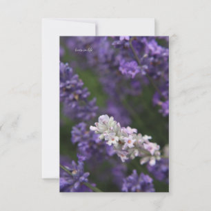 White & Purple Lavender Card