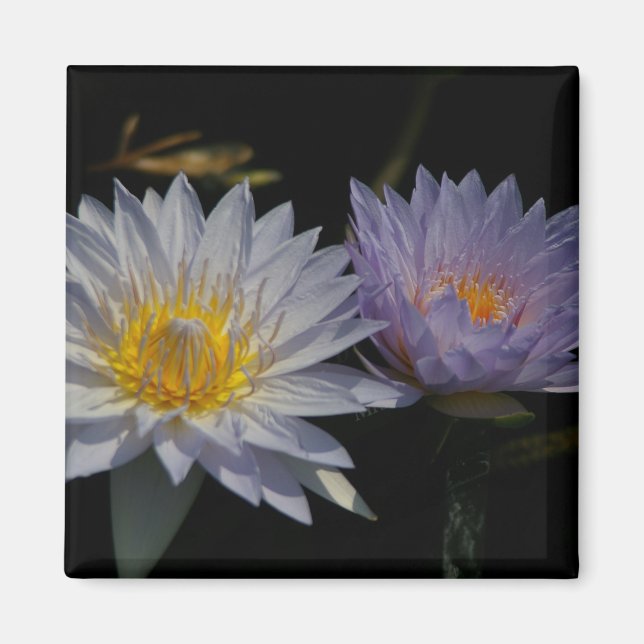 White & Purple Lotus Waterlilies magnet (Front)