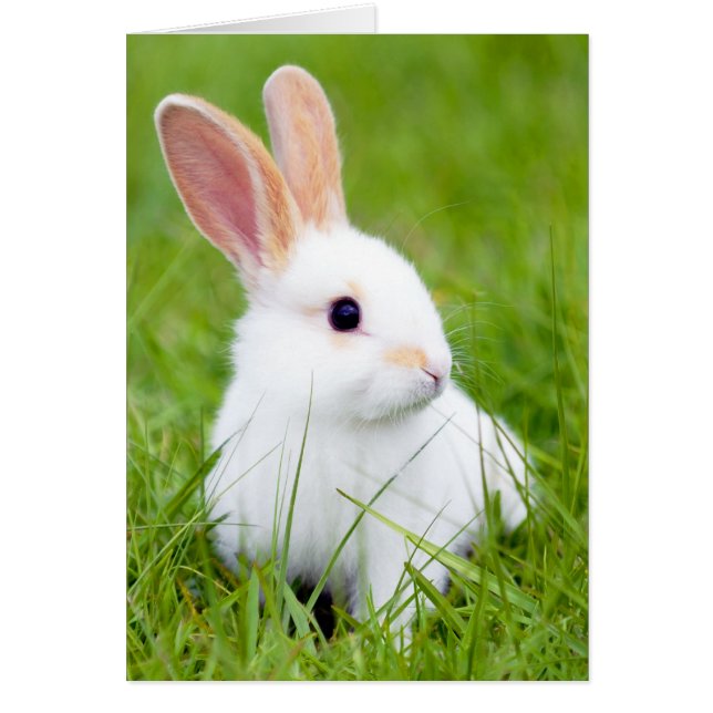 White Rabbit (Front)