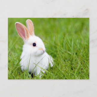 White Rabbit Postcard