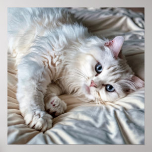 White Ragdoll Cat Poster