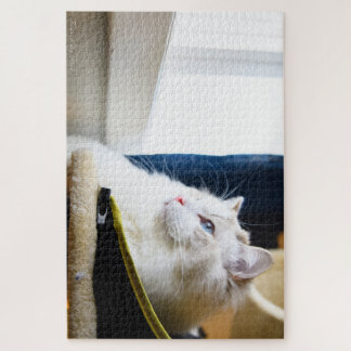 White Ragdoll Cat Puzzle