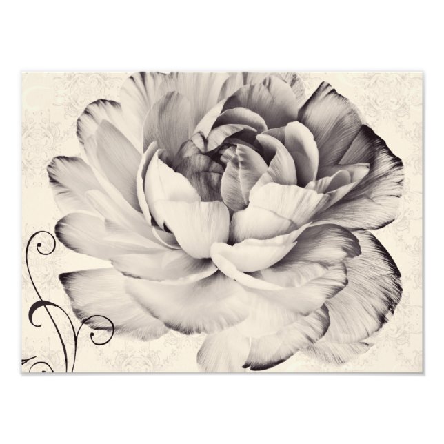 White Ranunculus Flower Black Background Photo Print (Front)