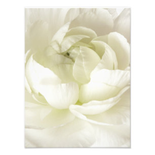 White Ranunculus High Key Flower Template Custom Photo Print