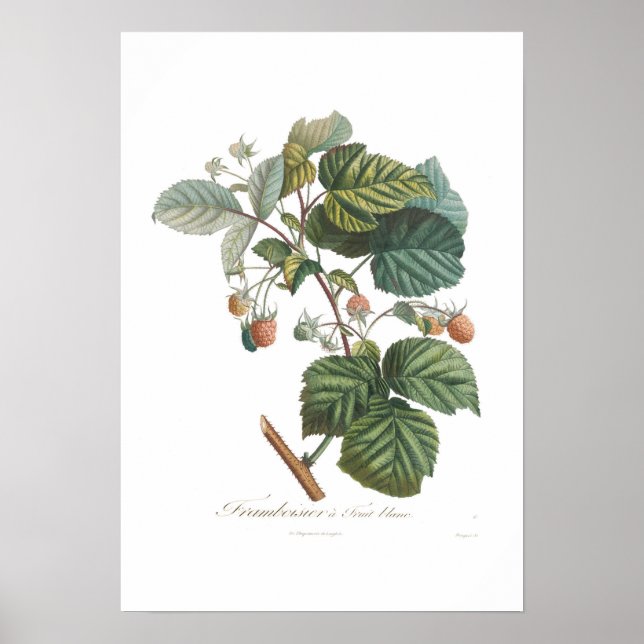 White Raspberry Poster (Front)