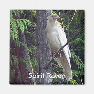 White Raven Magnets
