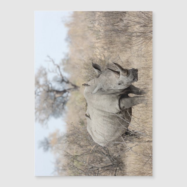 White Rhino (Front)