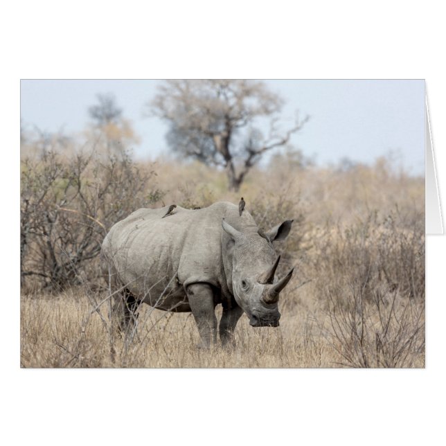 White Rhino (Front Horizontal)