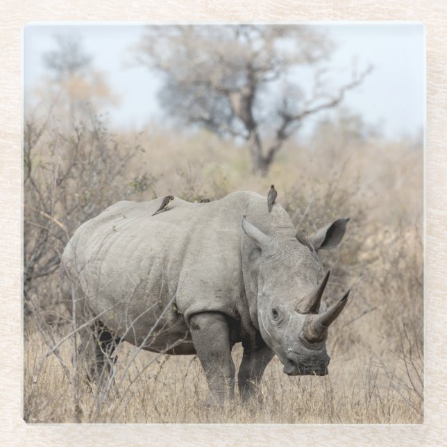 White Rhino Glass Coaster (Front)