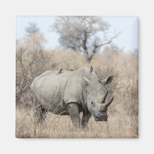 White Rhino Magnet (Front)