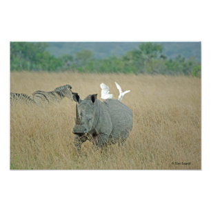 White Rhino Photo Print