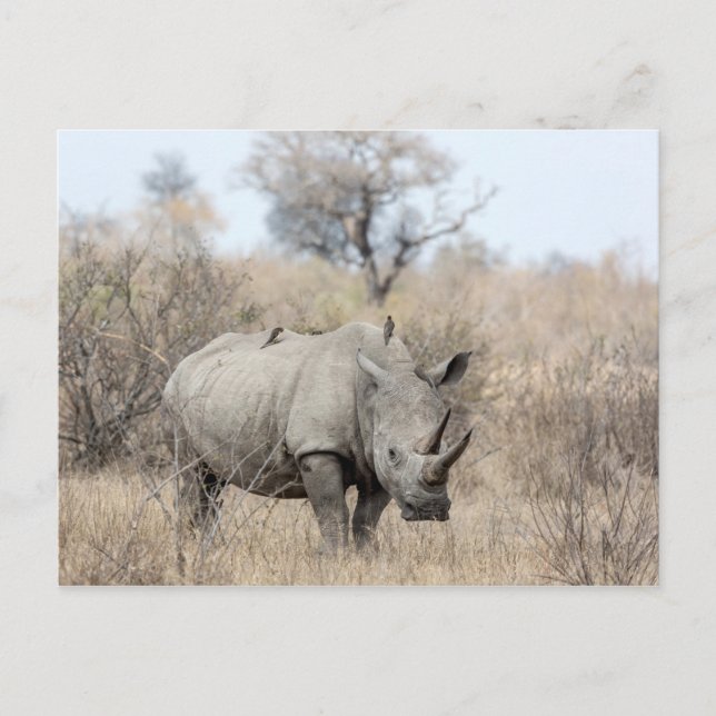 White Rhino Postcard (Front)