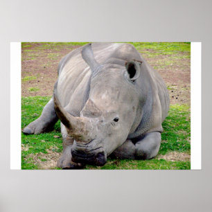 White Rhino Poster
