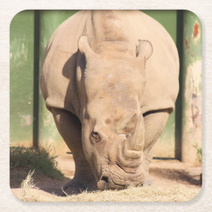 White rhino square paper coaster