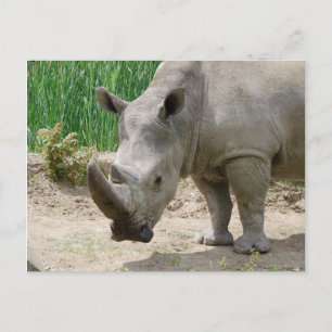 White Rhinoceros Ceratotherium Simum Postcard