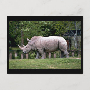 White Rhinos Postcard