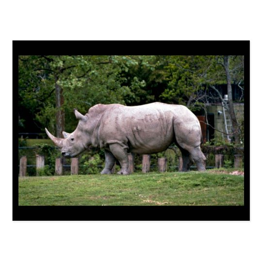 White Rhinos Postcard