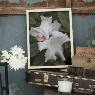 White Rhododendron Blooms Photo Glossy Poster