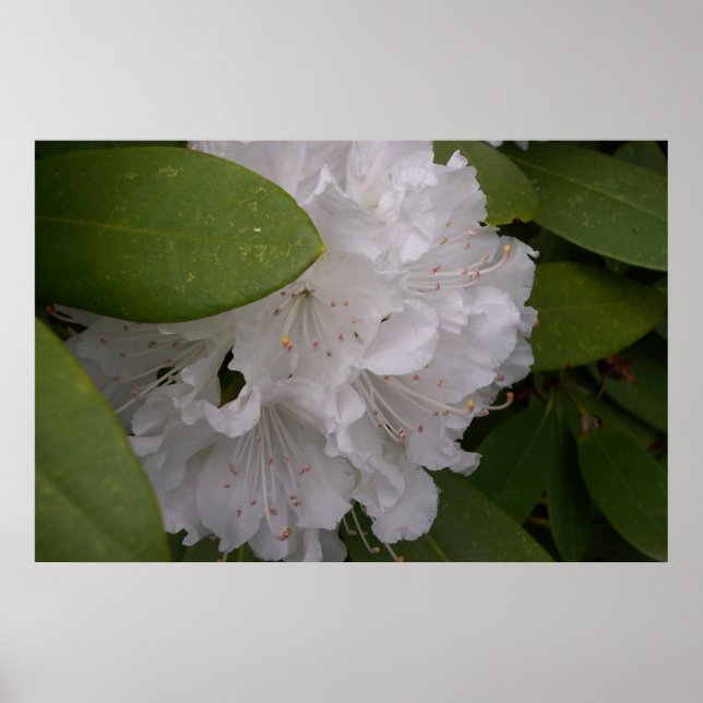 White Rhododendron in Bloom 2 Poster (Front)
