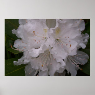White Rhododendron in Bloom Poster