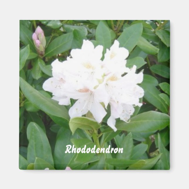 White Rhododendron magnet (Front)
