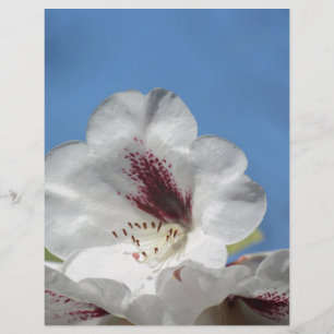 White Rhododendron with Burgundy