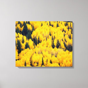 White River National Forest Aspen, Colorada Canvas Print