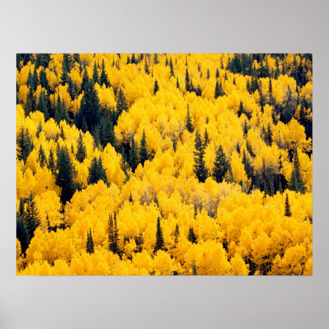 White River National Forest | Aspen, Colorada Poster (Front)