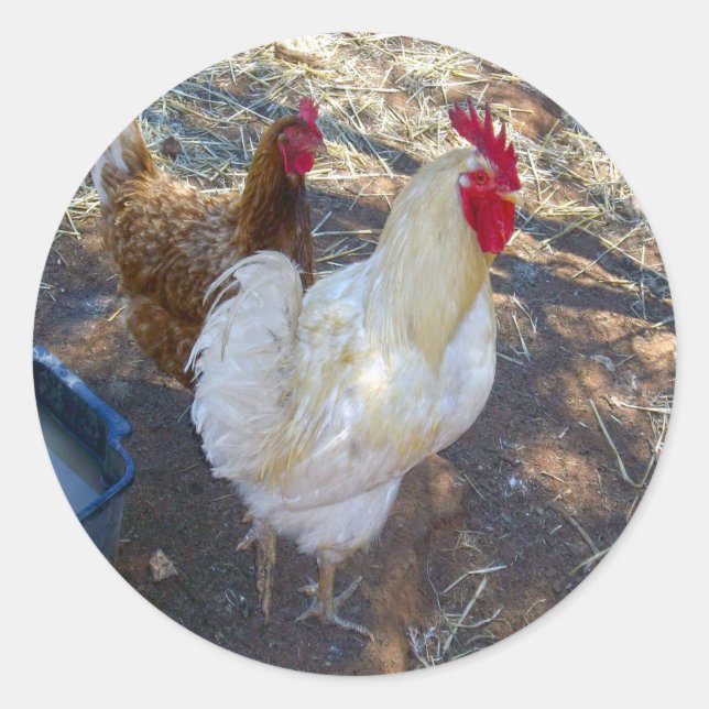 White Rooster With His Hen, Classic Round Sticker (Front)