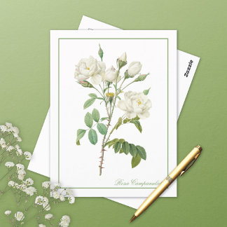 White Rosa Campanulata Redoute Postcard