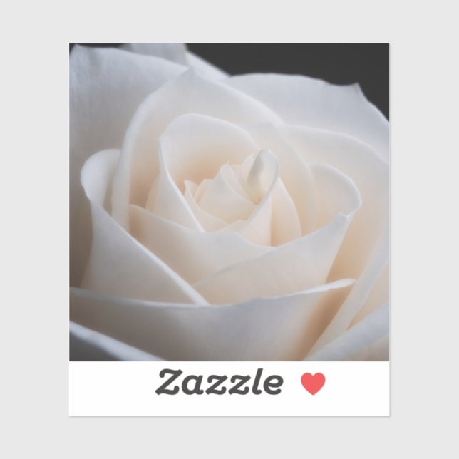 white rose (Sheet)