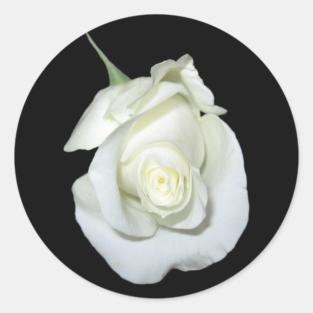 White Rose #1 Classic Round Sticker (Front)