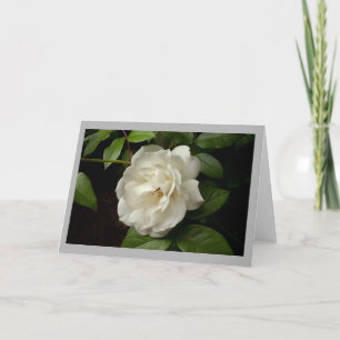 White rose and green leaves in spring time garden card