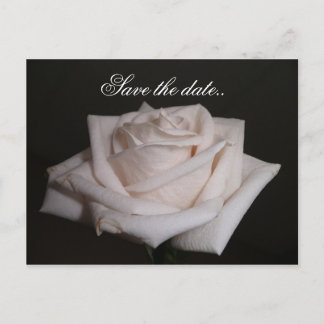 White Rose Announcement Postcard