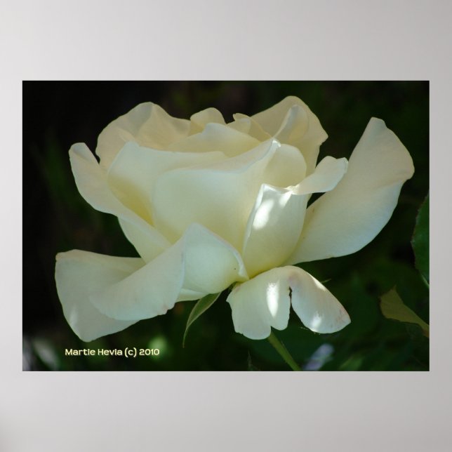 White Rose Ballerina Poster (Front)