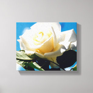 White Rose Beauty  Canvas Print