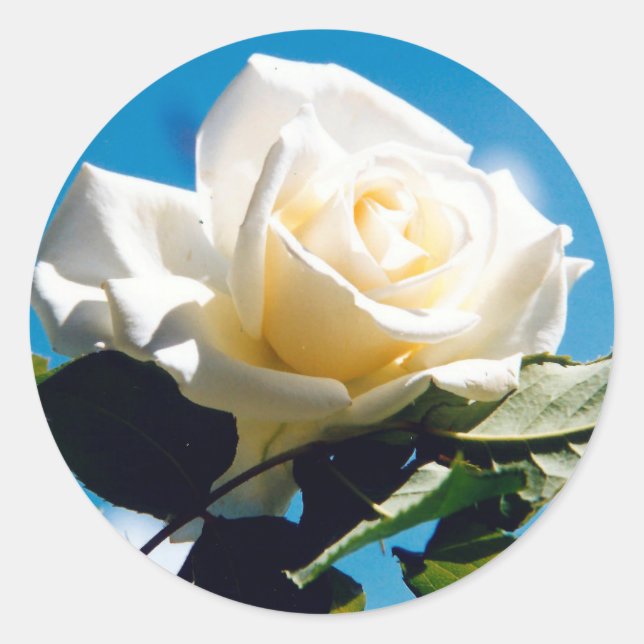 White Rose Beauty  Classic Round Sticker (Front)